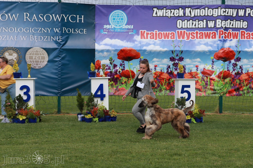 Fotorelacja II: Krajowa Wystawa Psów Rasowych w Gniazdowie Gmina Koziegłowy