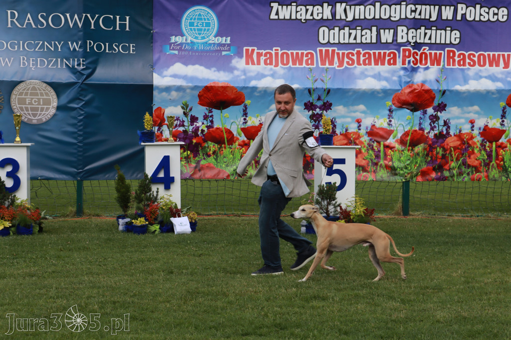 Fotorelacja II: Krajowa Wystawa Psów Rasowych w Gniazdowie Gmina Koziegłowy