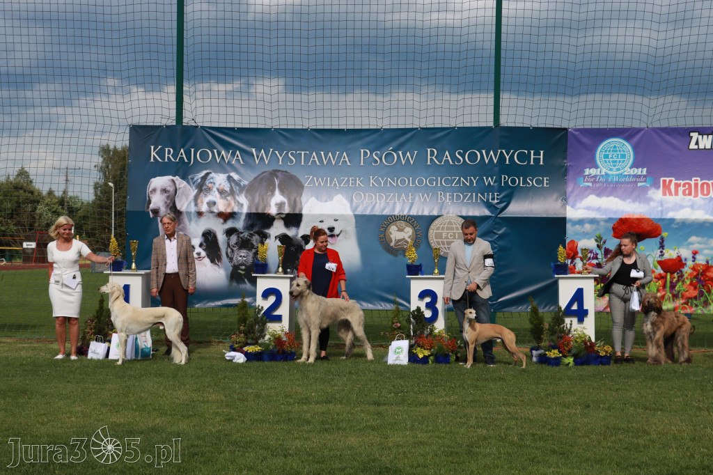 Fotorelacja II: Krajowa Wystawa Psów Rasowych w Gniazdowie Gmina Koziegłowy
