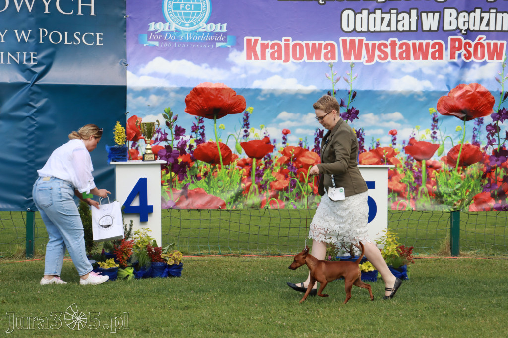 Fotorelacja II: Krajowa Wystawa Psów Rasowych w Gniazdowie Gmina Koziegłowy