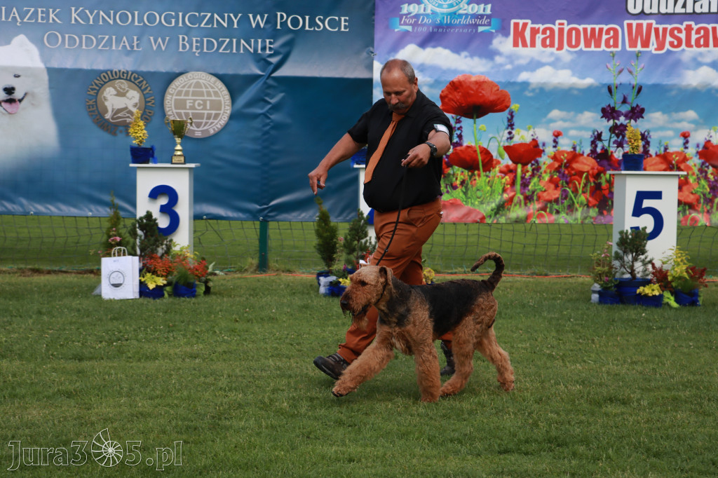Fotorelacja II: Krajowa Wystawa Psów Rasowych w Gniazdowie Gmina Koziegłowy