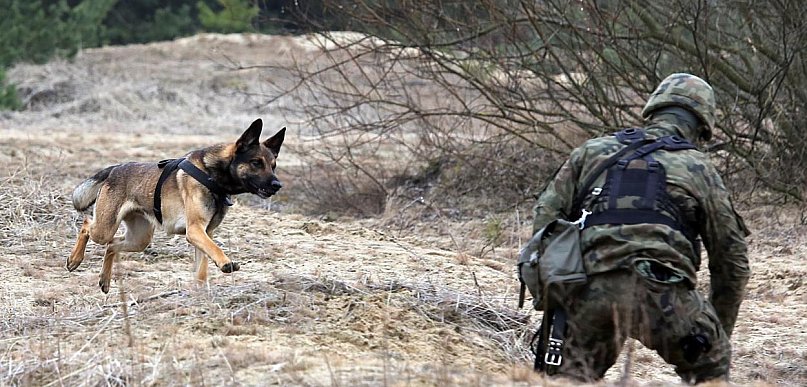 Małopolskie: trzecia grupa psów saperów jedzie na Ukrainę