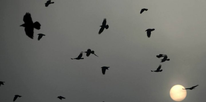 Naukowcy zwracają uwagę na problem ptaków, które giną w-8760