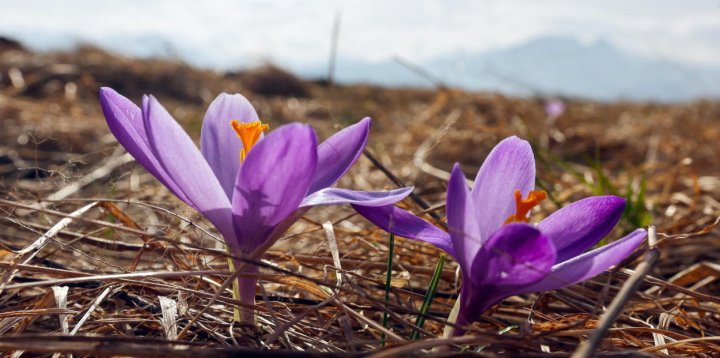 W Tatrach rozpoczął się sezon kwitnienia krokusów-24330