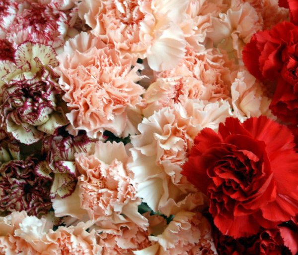 Wiele kwiatów, które są dostępne w kwiaciarniach może znaleźć się na talerzu-26073