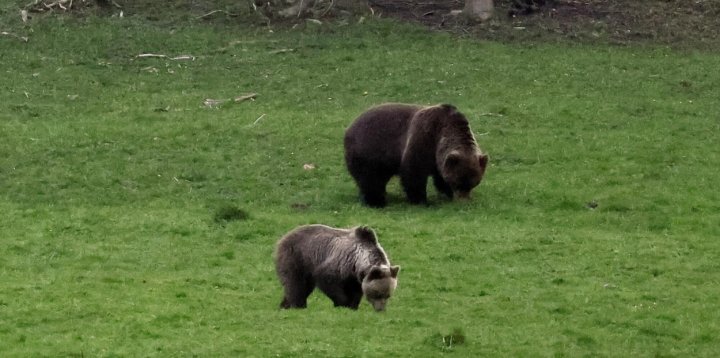 Wiosną turyści w Bieszczadach powinni uważać na niedźwi-26059