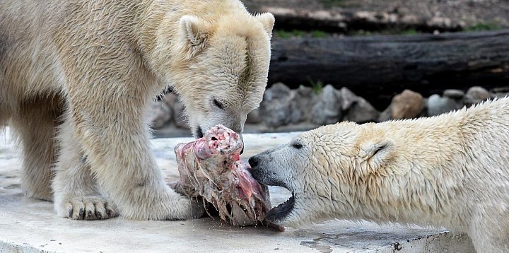 Stołeczne niedźwiedzie polarne wyjeżdżają do Czech-26682