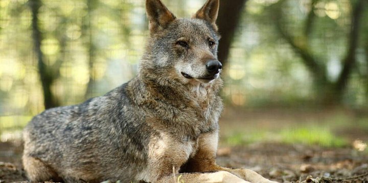 Ekspertki: deklaracje rządu ws. utrzymania ścisłej ochr-48863