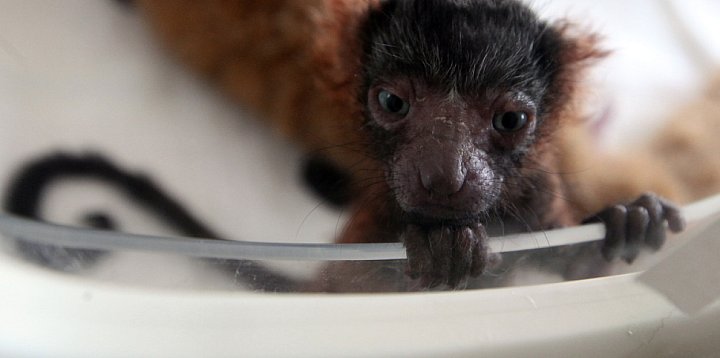 Narodziny lemura wari w Śląskim ZOO-51099