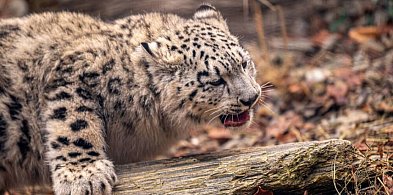 Dwie pantery śnieżne przyszły na świat w Śląskim Ogrodzie Zoologicznym-51548