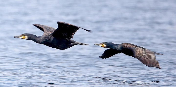 MRiRW: roczne straty powodowane w Polsce przez kormoran-51607