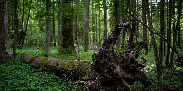 Badanie: większość Polaków ocenia, że w Puszczy Białowi-51842