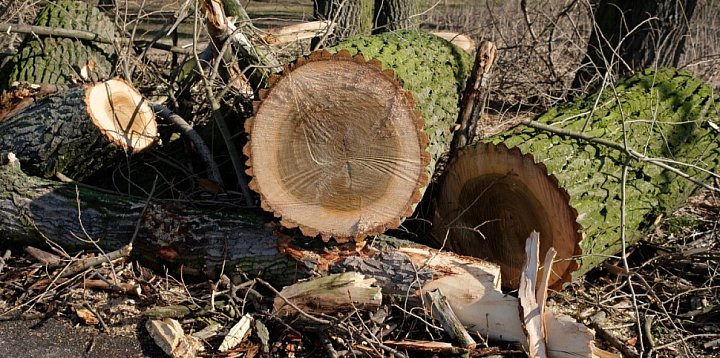 Botanik: strach przed przyrodą sprawia, że ją niszczymy-52523